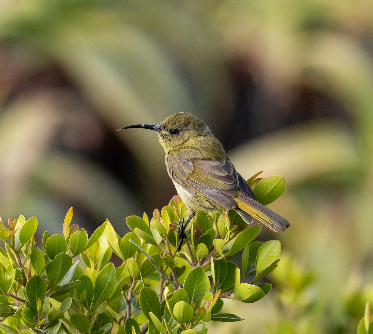Suimanga Pechinaranja - ML647546359