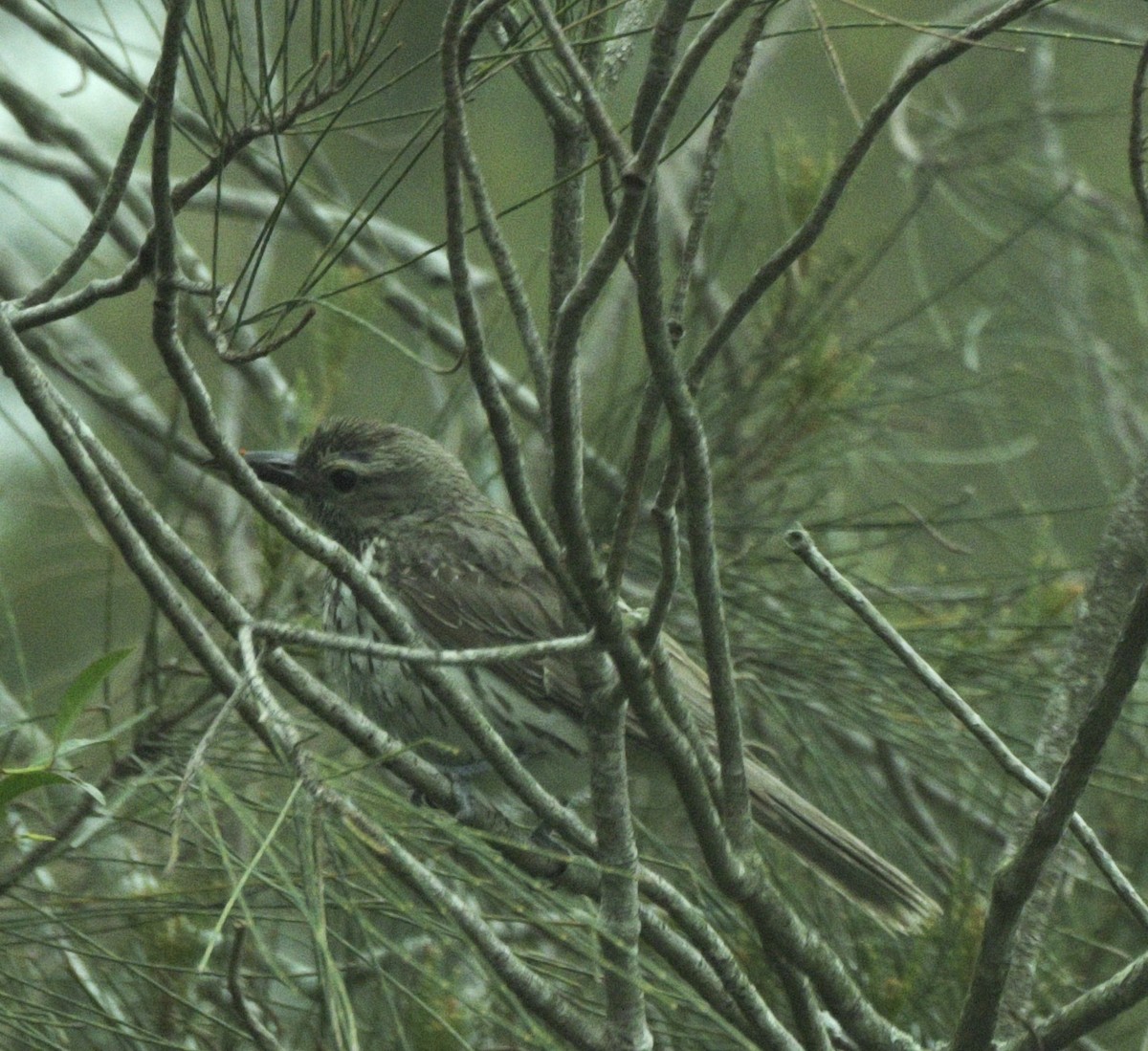 Oropéndola Estriada - ML647546360