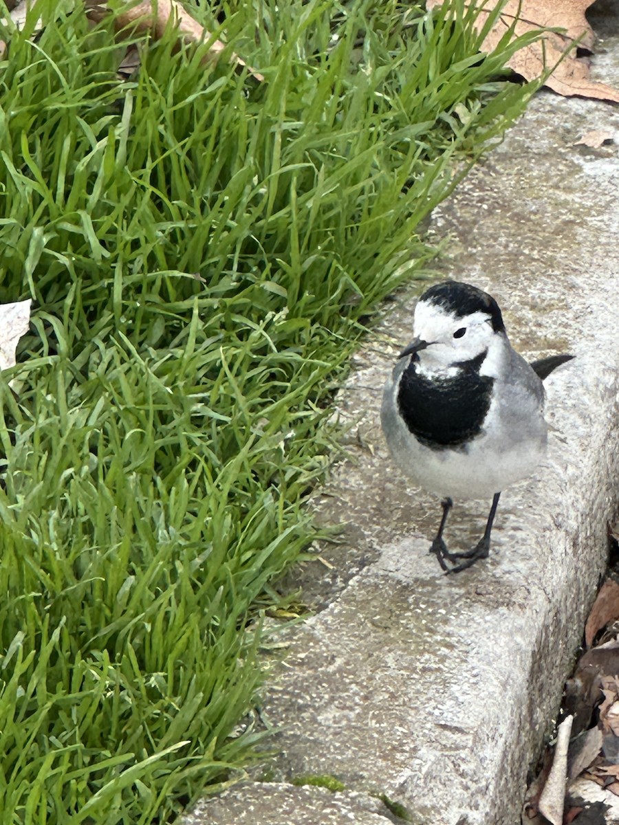 Lavandera Blanca - ML647546361