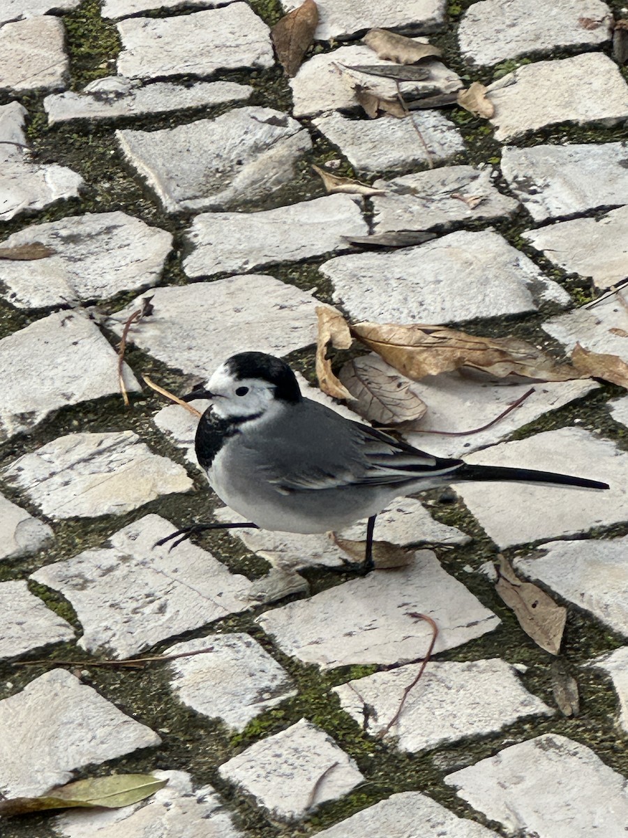 Lavandera Blanca - ML647546362