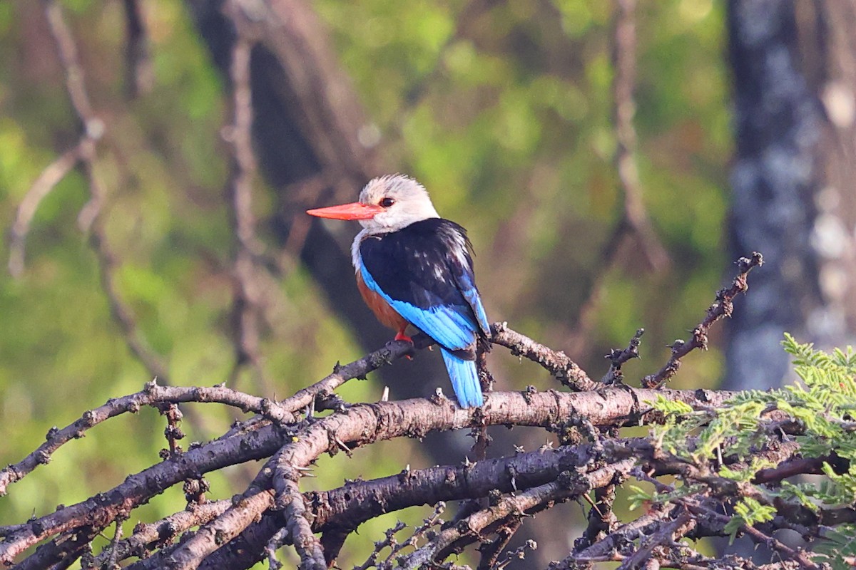 Alción Cabeciblanco - ML647546364