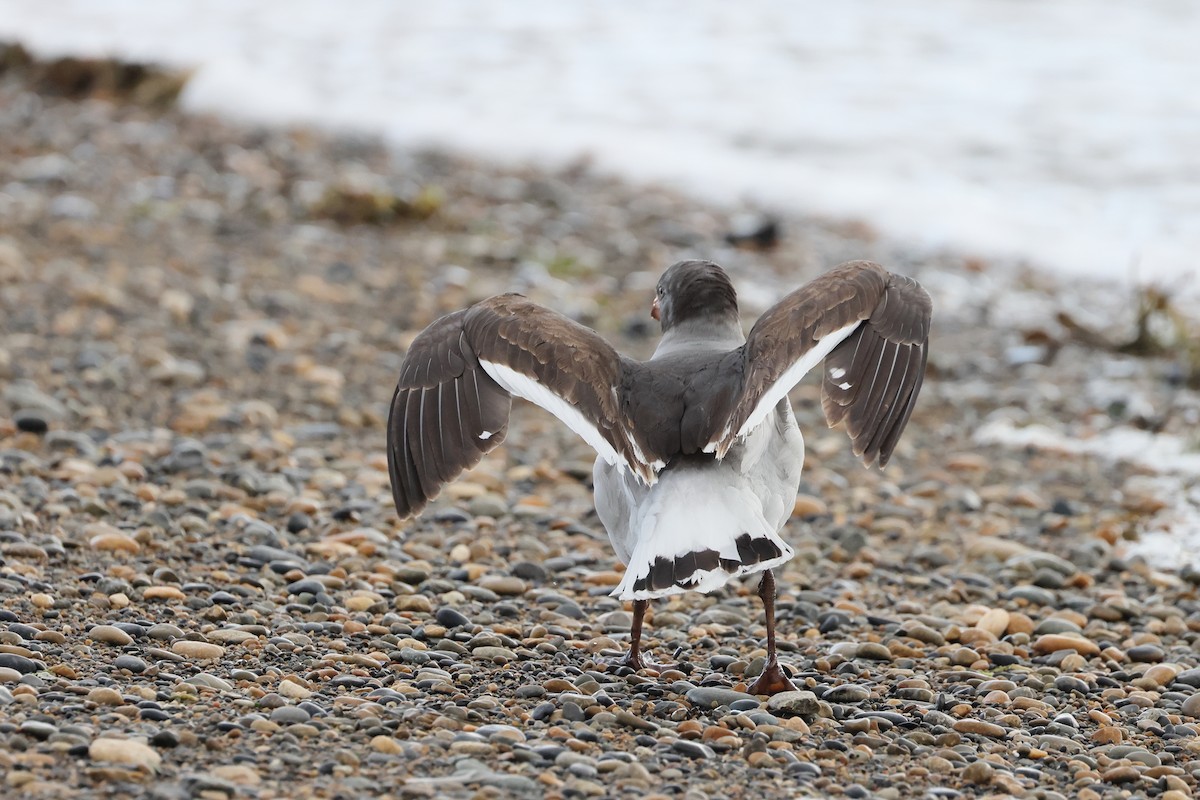 Gaviota Patagona - ML647546365
