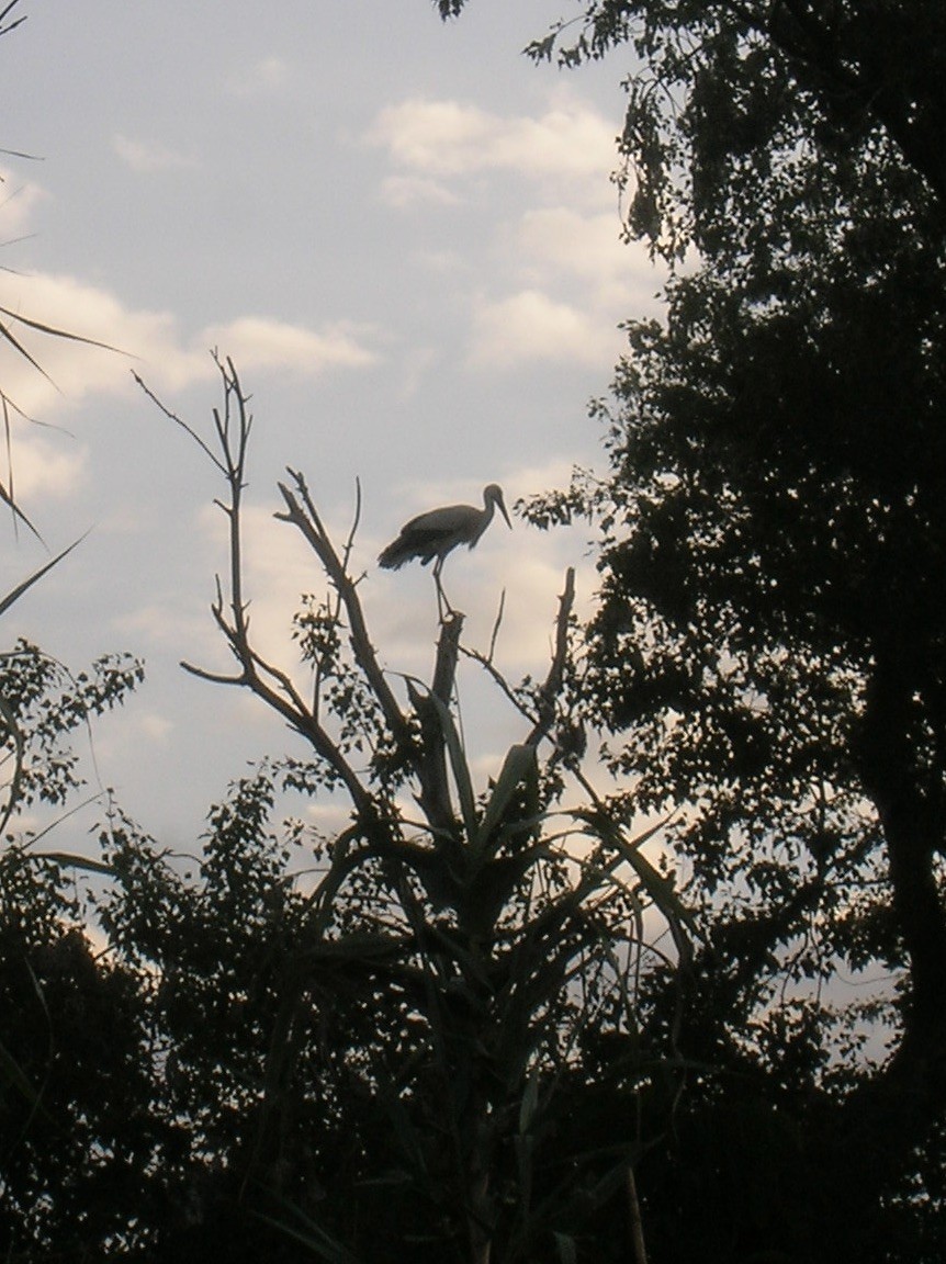 Cigüeña Blanca - ML647546366