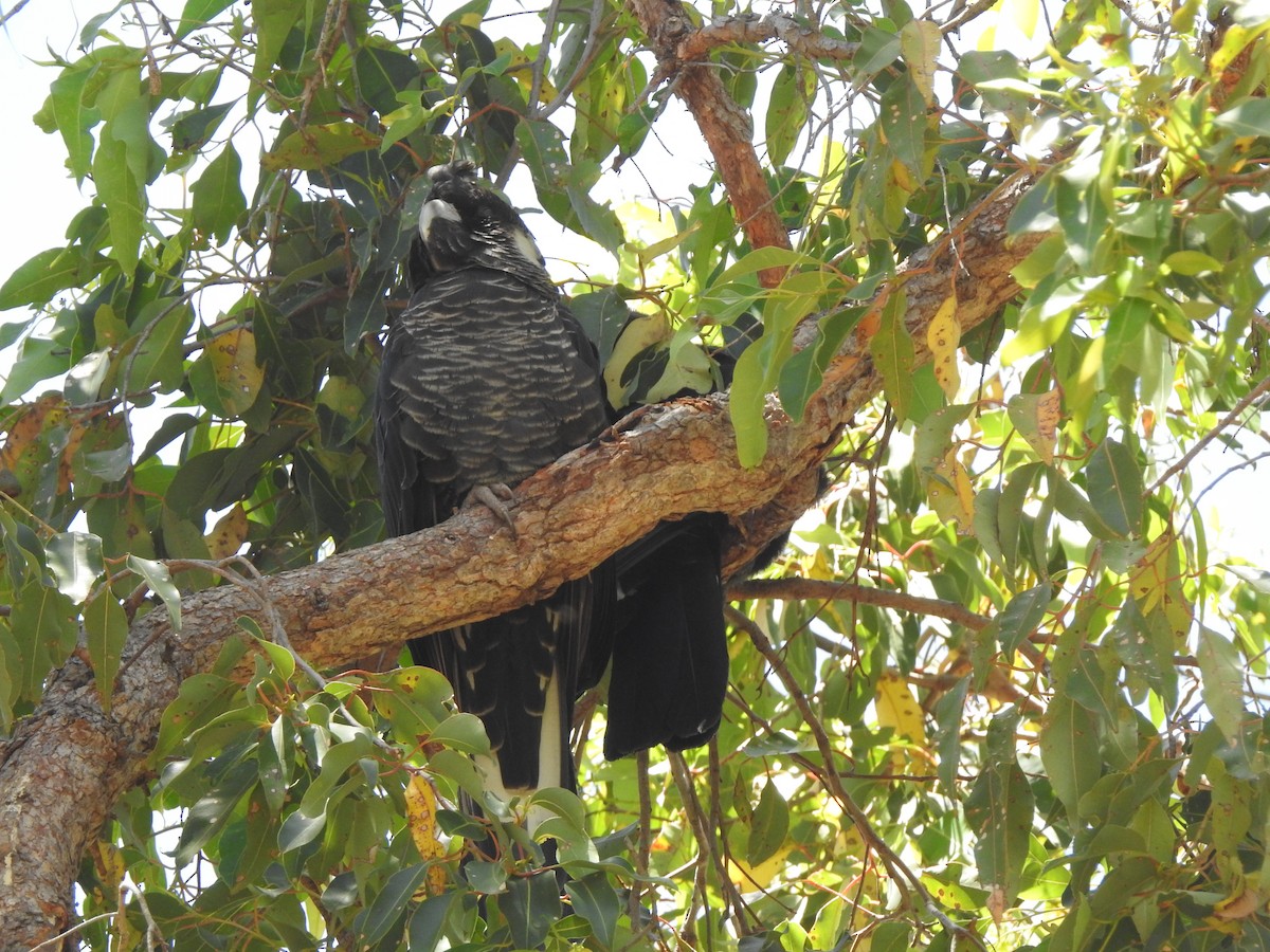 Cacatúa Fúnebre Piquicorta - ML647546367