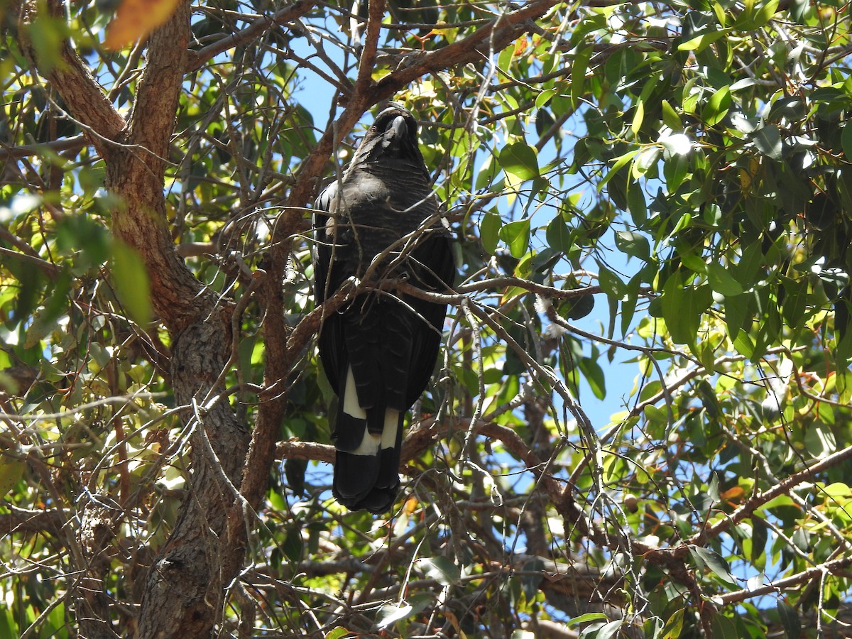 Белохвостый траурный какаду - ML647546368
