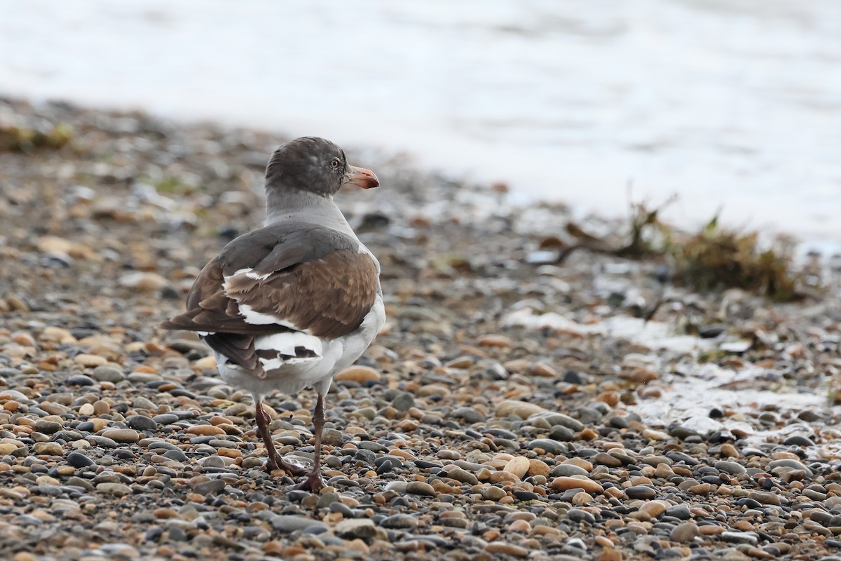 Gaviota Patagona - ML647546369