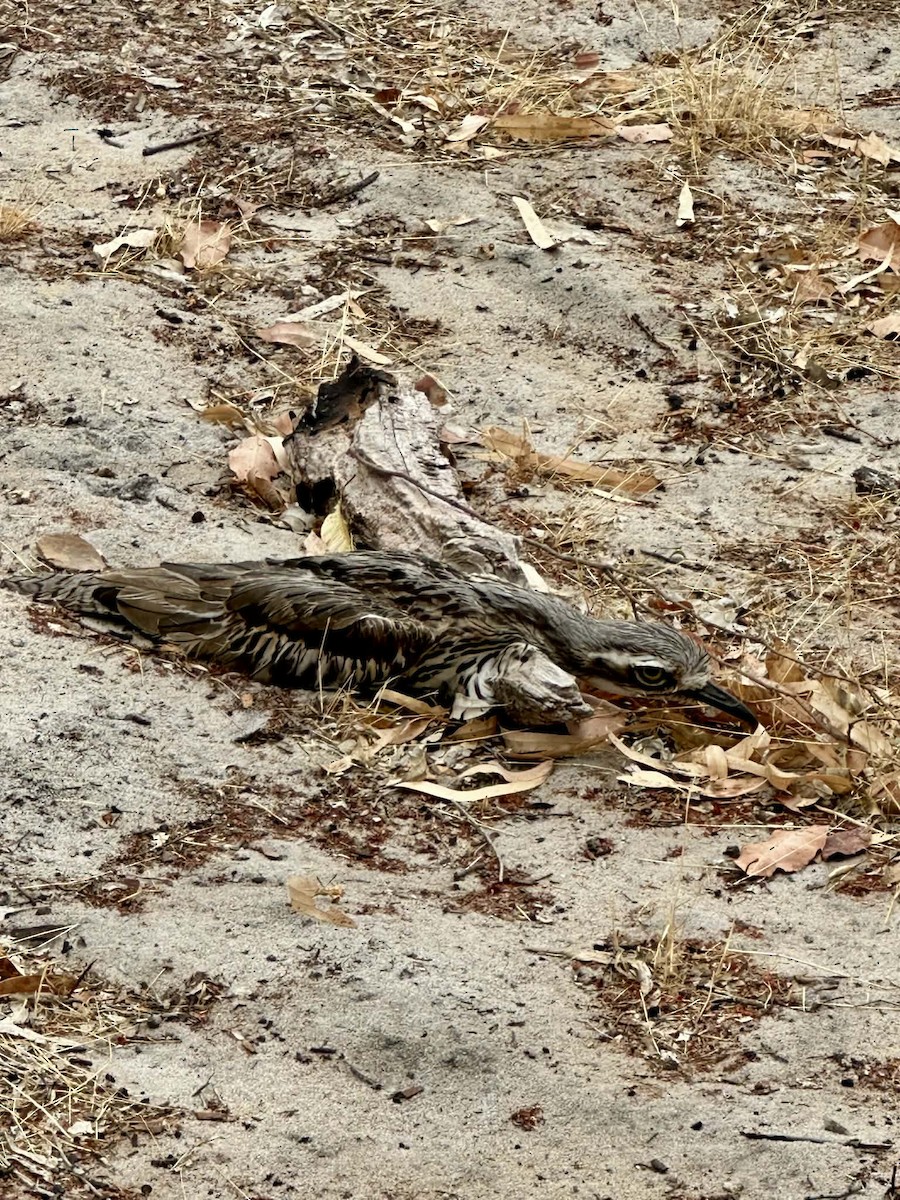 Alcaraván Colilargo - ML647546371