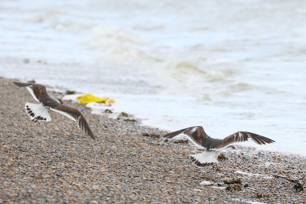Gaviota Patagona - ML647546372