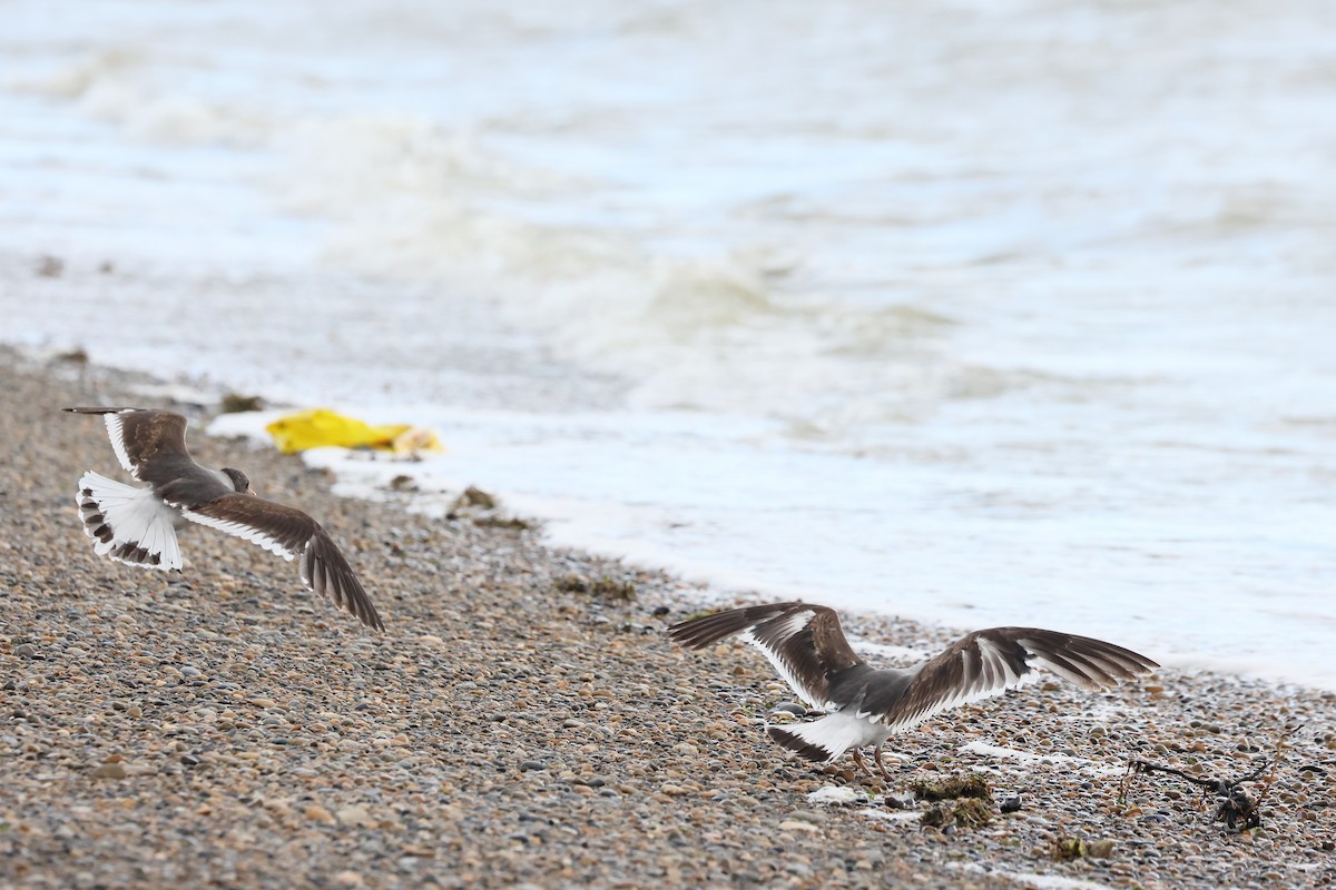 Gaviota Patagona - ML647546373
