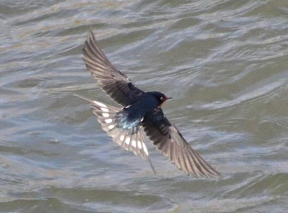 Деревенская ласточка - ML647546376