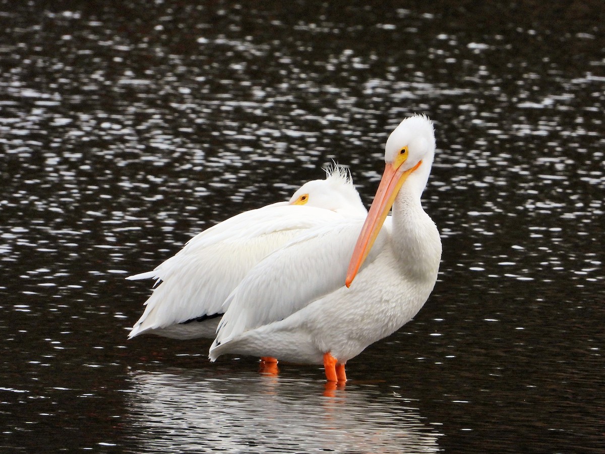 Пеликан-носорог - ML647546377