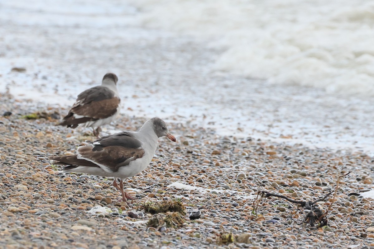 Магелланова чайка - ML647546378