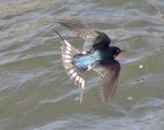 Деревенская ласточка - ML647546380