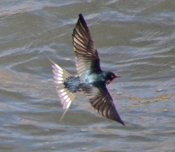 Деревенская ласточка - ML647546381