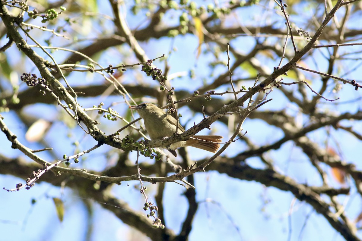 Olive Bulbul - ML647546382