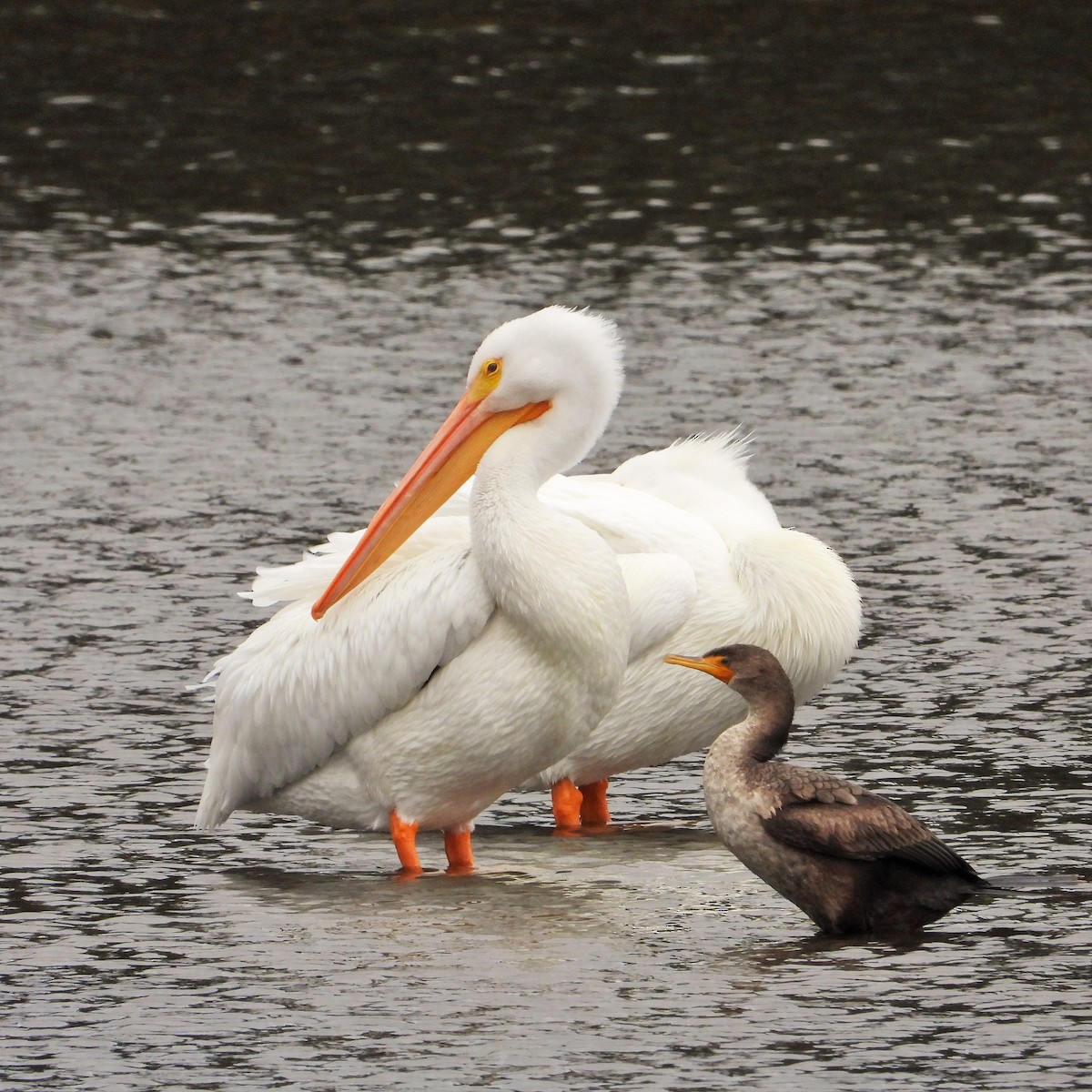 Пеликан-носорог - ML647546384