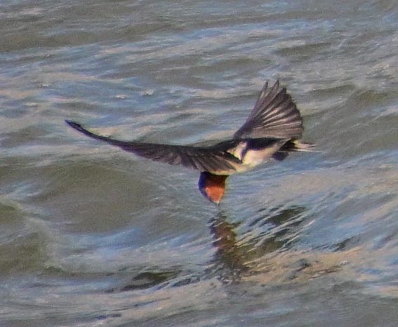 Деревенская ласточка - ML647546386