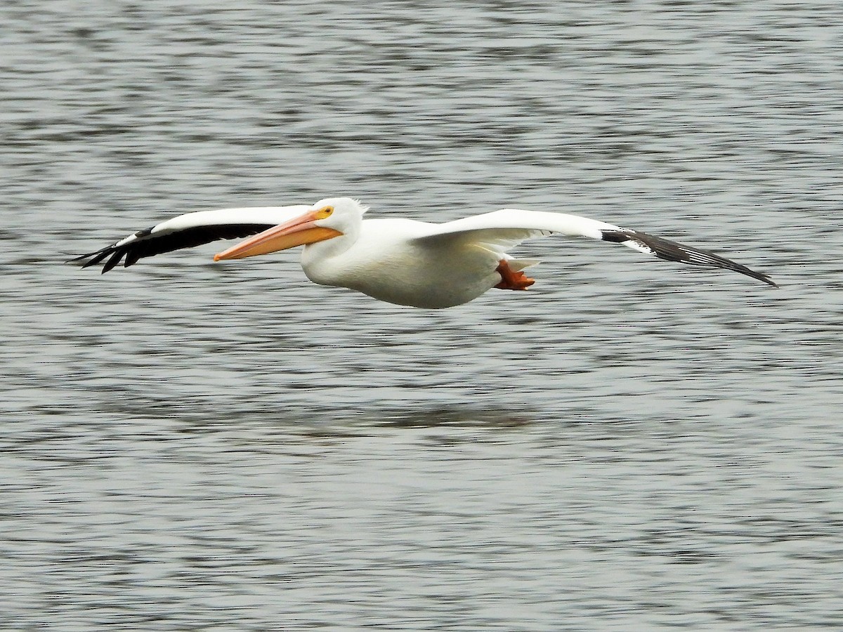 Пеликан-носорог - ML647546387