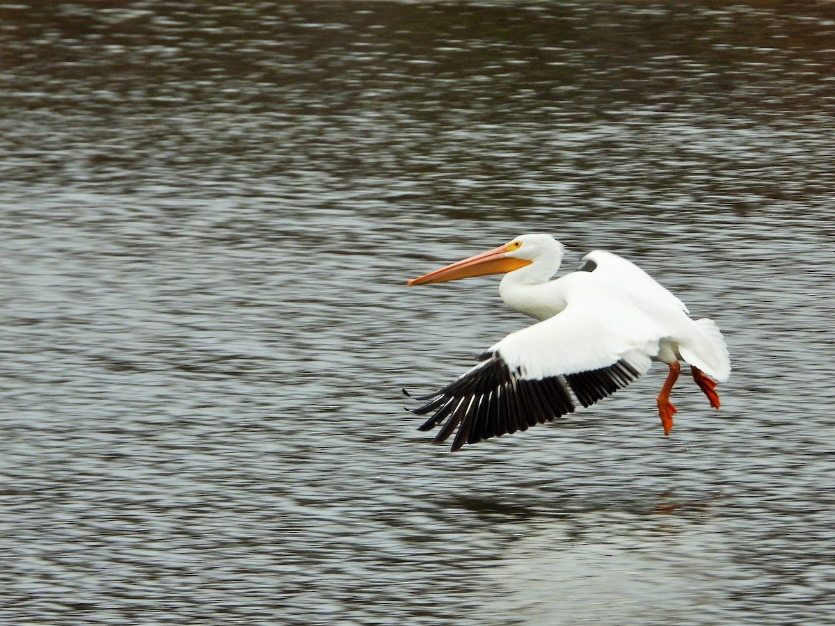 Пеликан-носорог - ML647546388
