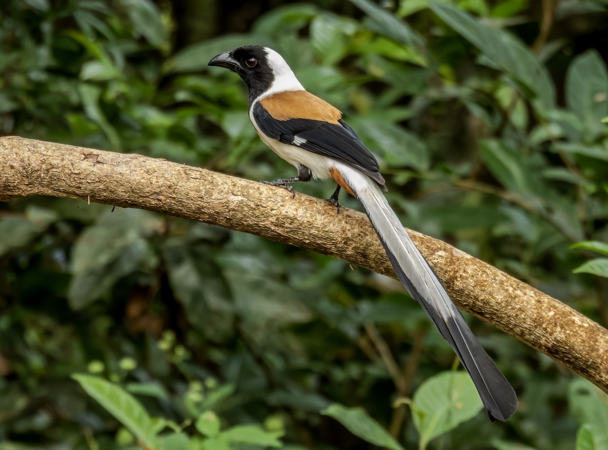 Белобрюхая китта - ML647546389