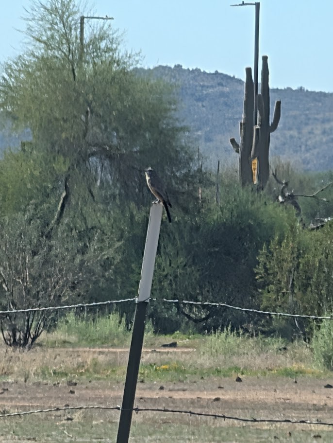 Рыжебрюхий фиби - ML647546392