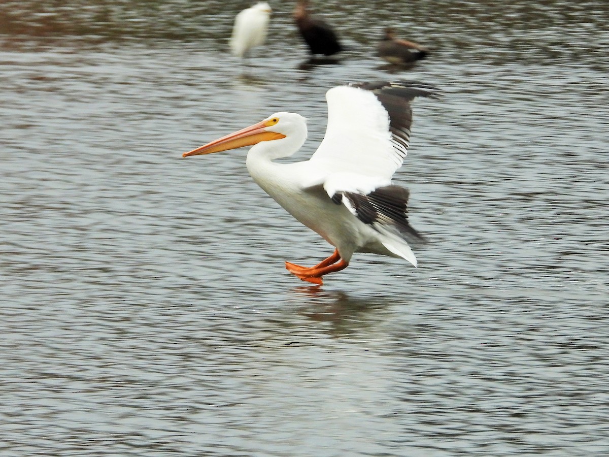 Пеликан-носорог - ML647546393