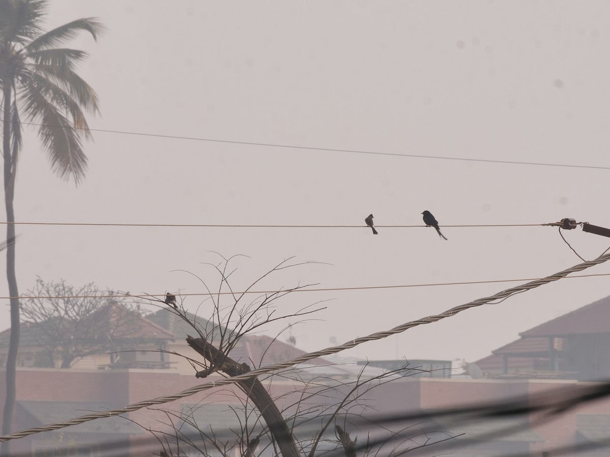 Черный дронго - ML647546394