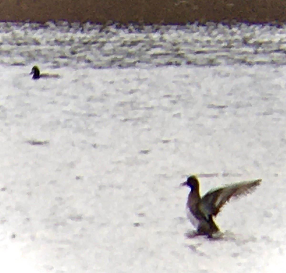 Малая морская чернеть - ML647546395