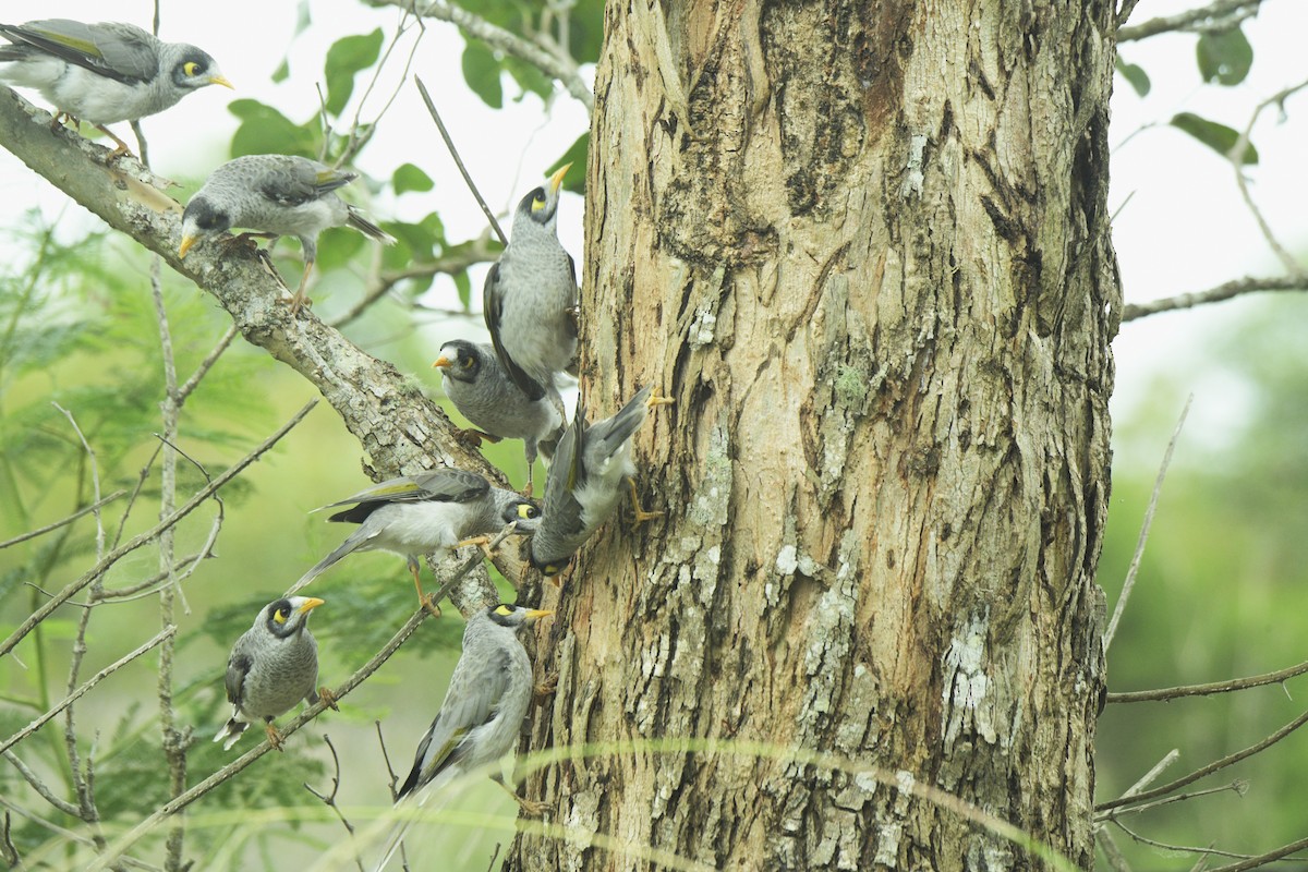 Черношапочная манорина - ML647546396