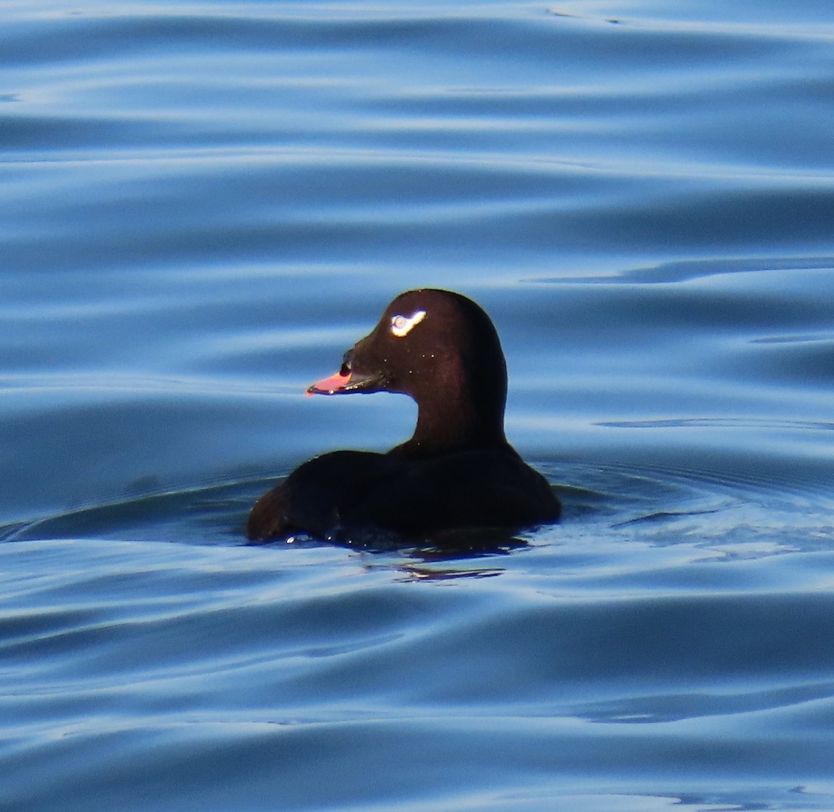 White-winged Scoter - ML647546404