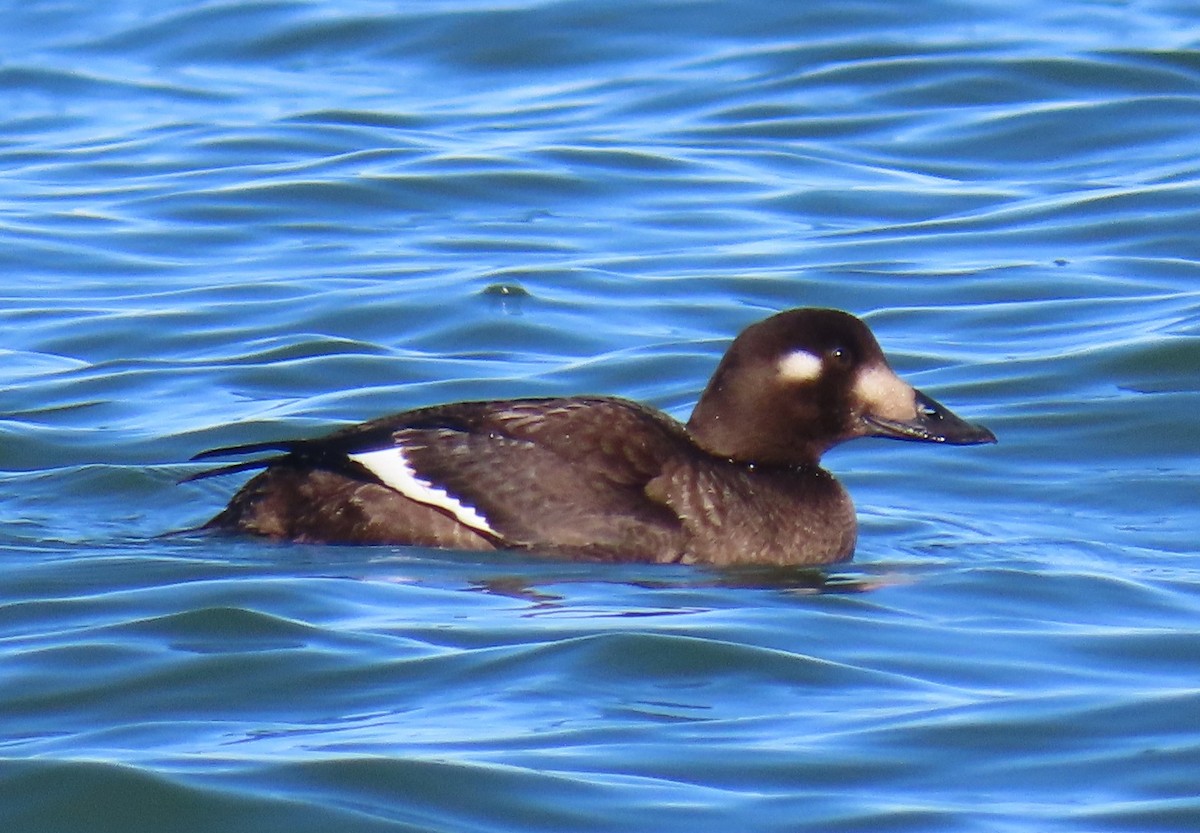 White-winged Scoter - ML647546405