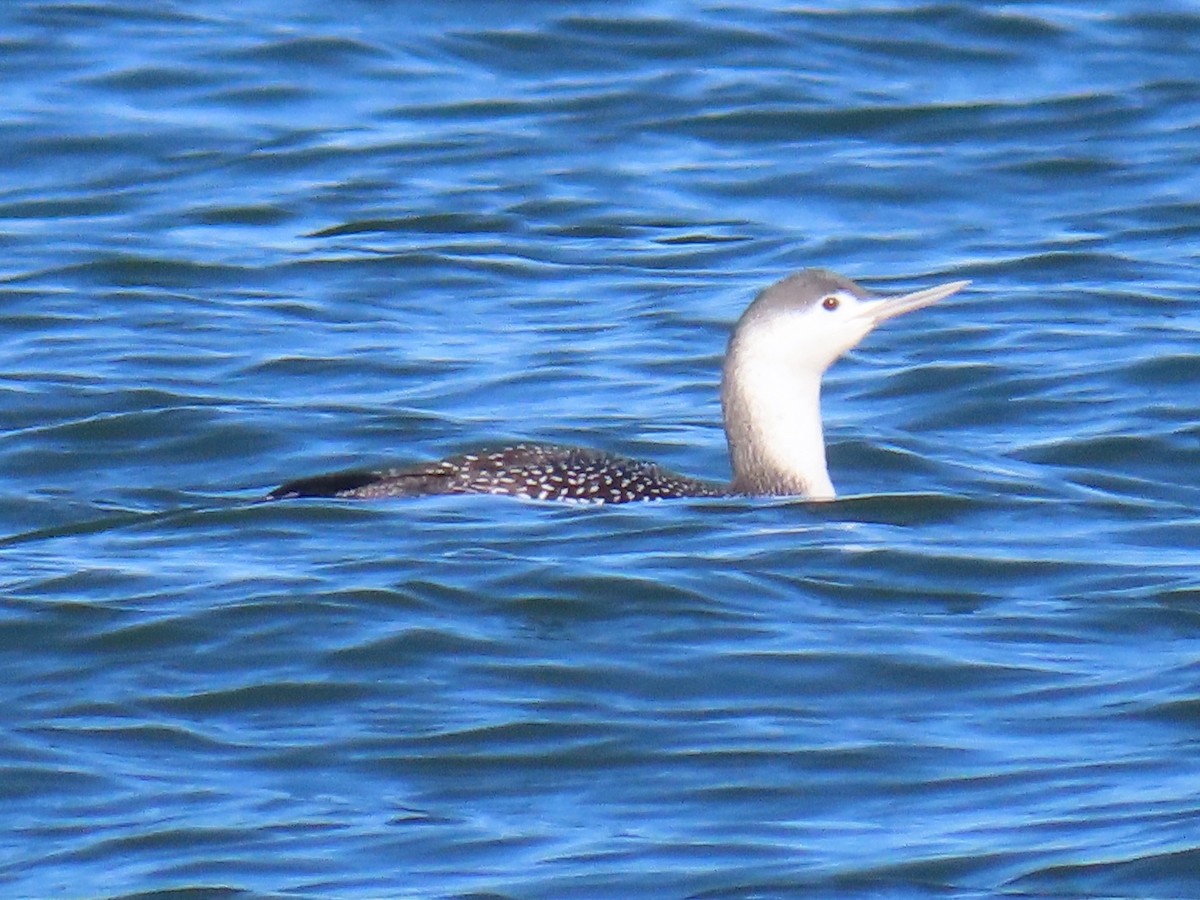 Red-throated Loon - ML647546407