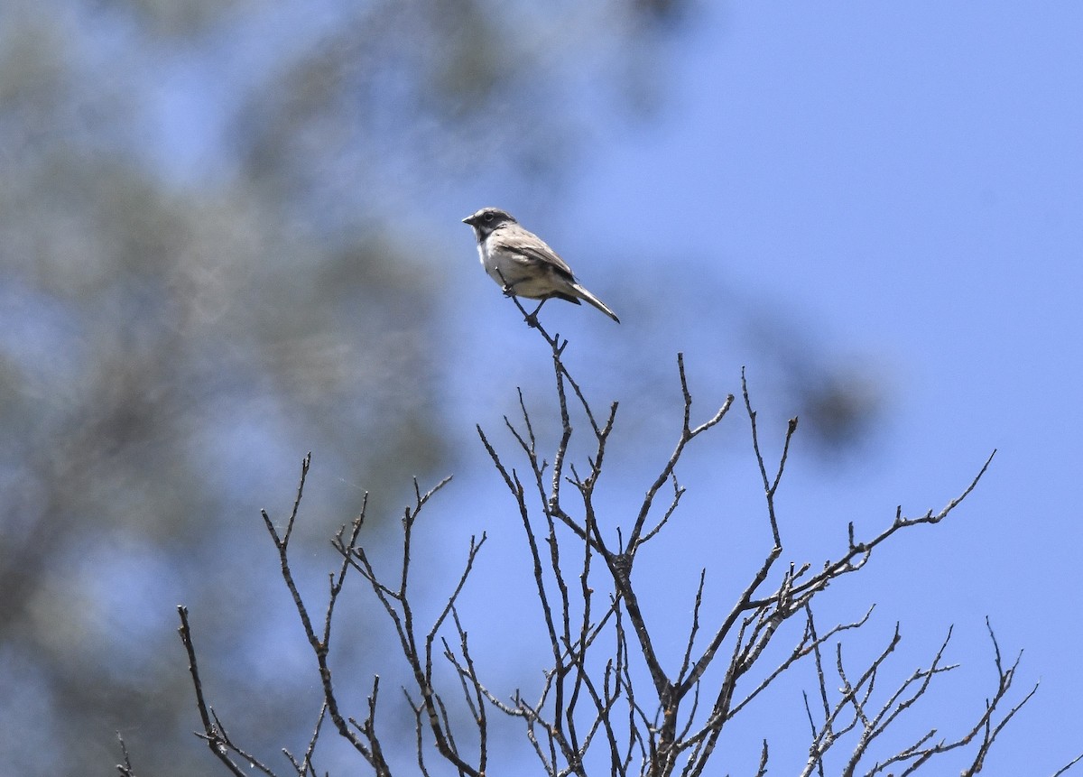 Bell's Sparrow (belli) - ML647546411