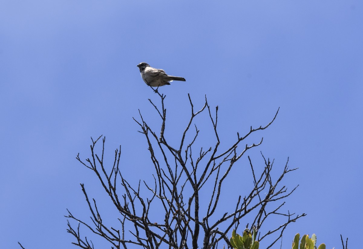 Bell's Sparrow (belli) - ML647546412