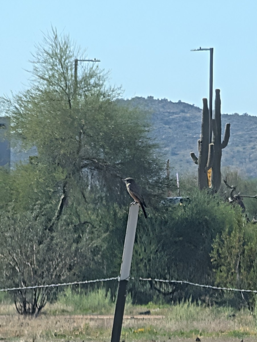 Say's Phoebe - ML647546414