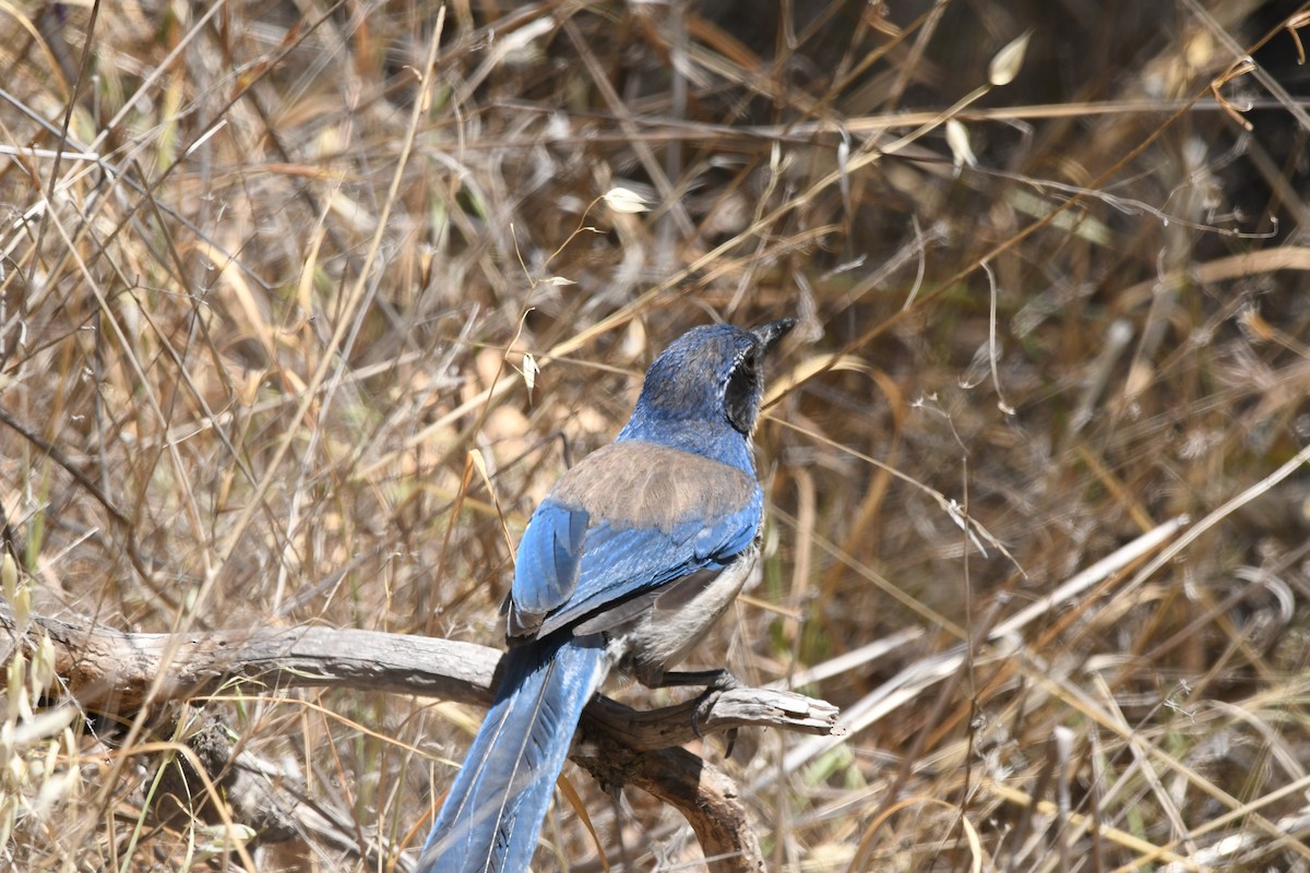 California Scrub-Jay - ML647546416