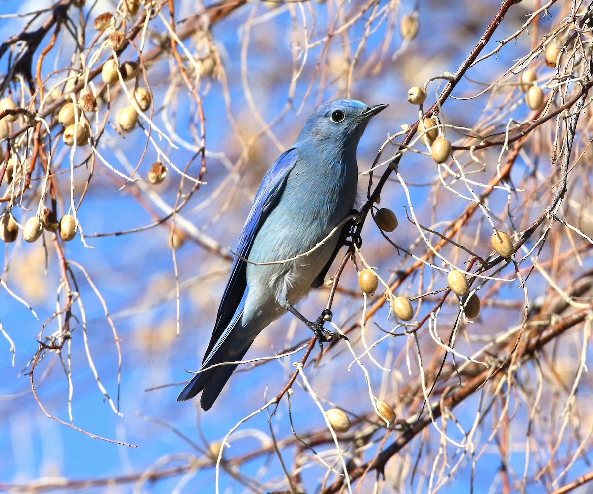 Mountain Bluebird - ML647546430