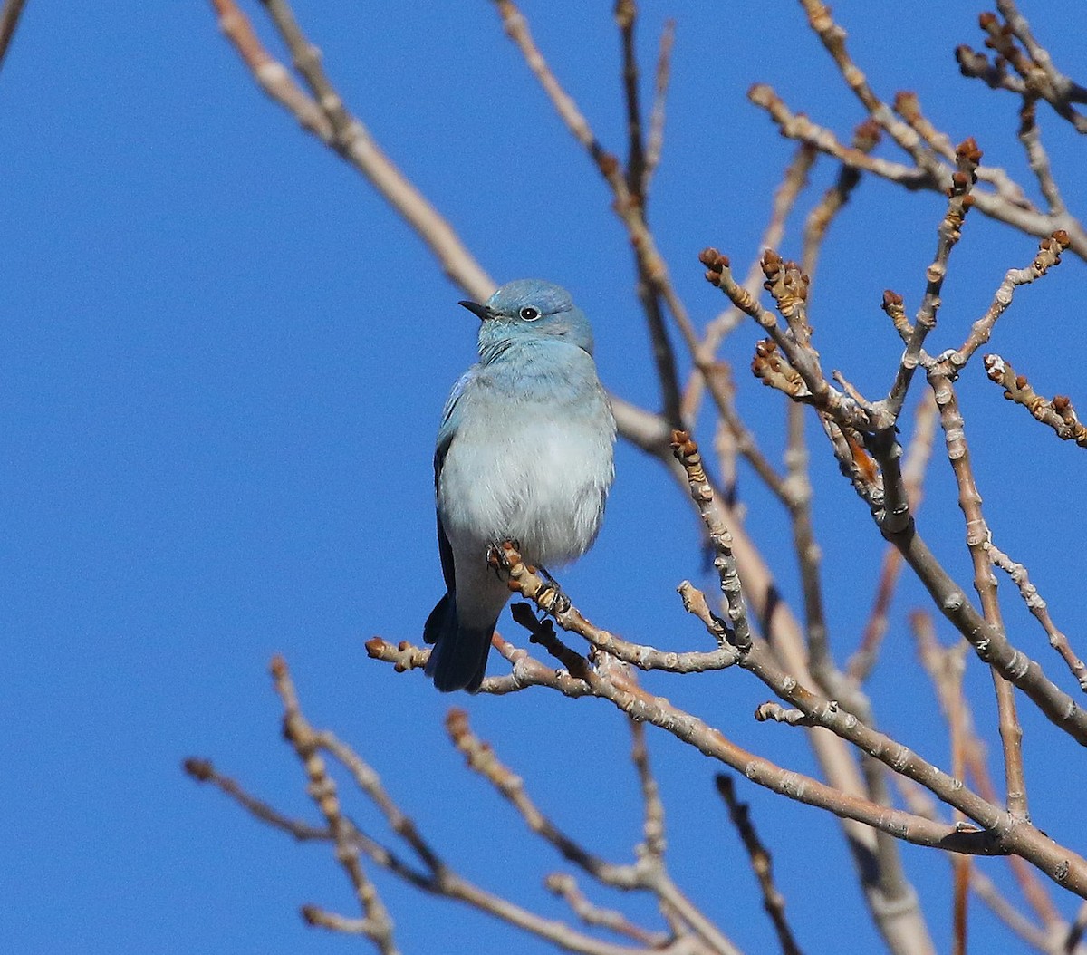 Mountain Bluebird - ML647546433