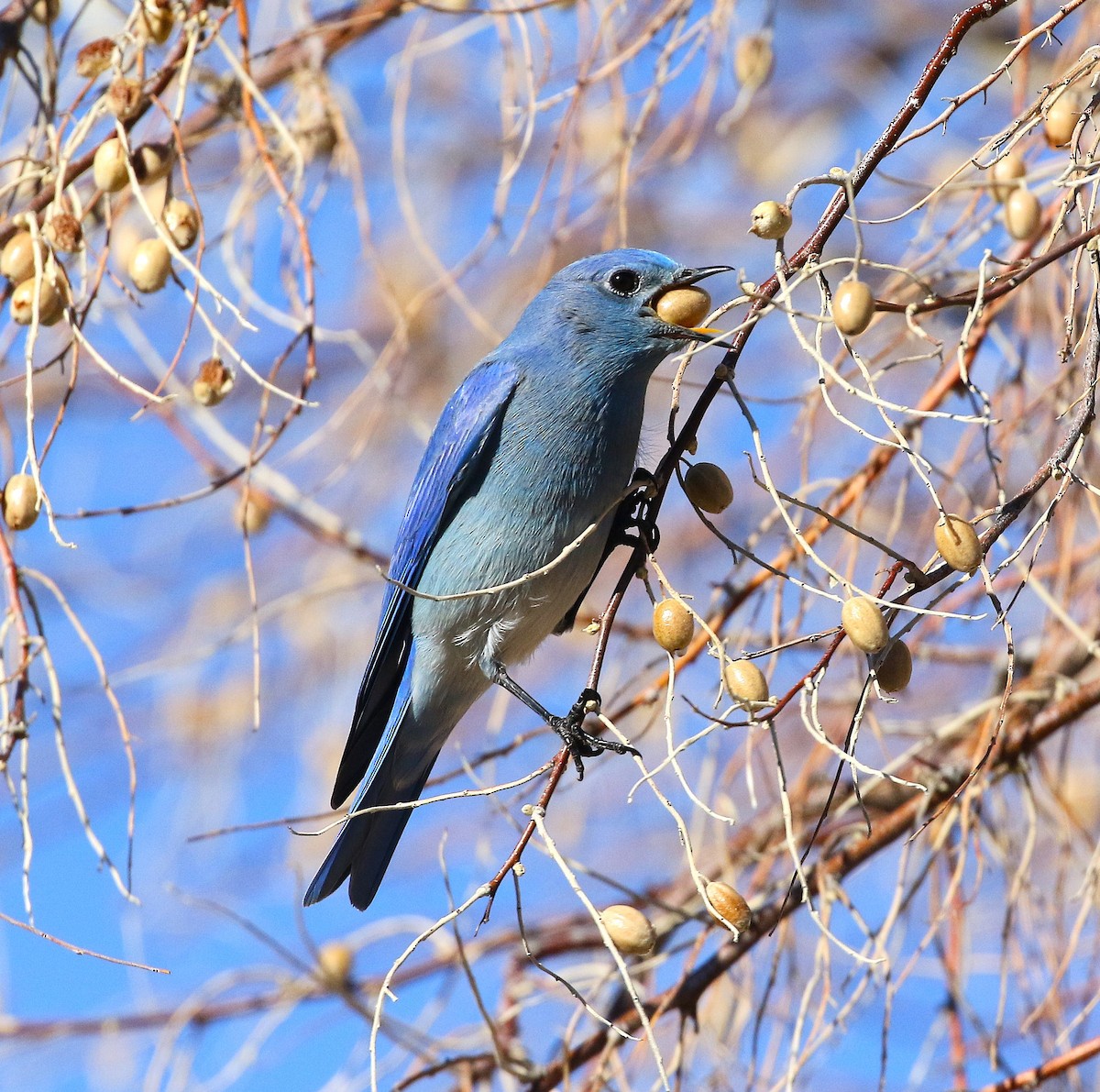 Mountain Bluebird - ML647546434