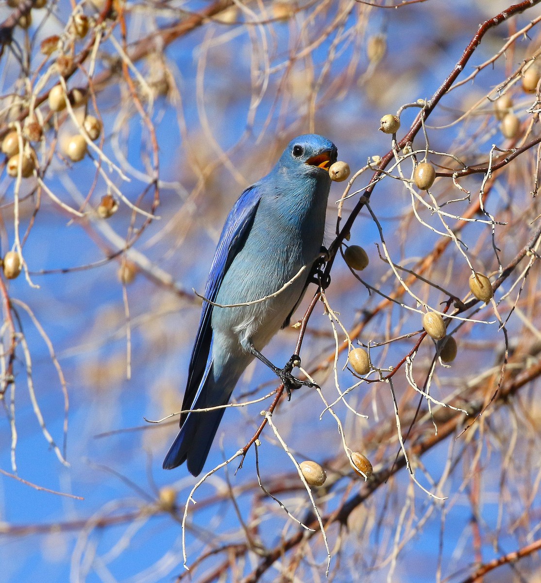 Mountain Bluebird - ML647546435