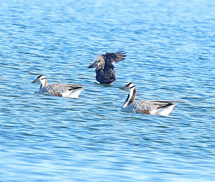 Oie à tête barrée - ML647546436