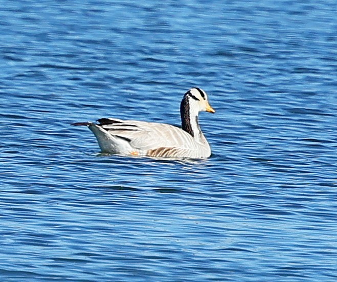 Oie à tête barrée - ML647546437