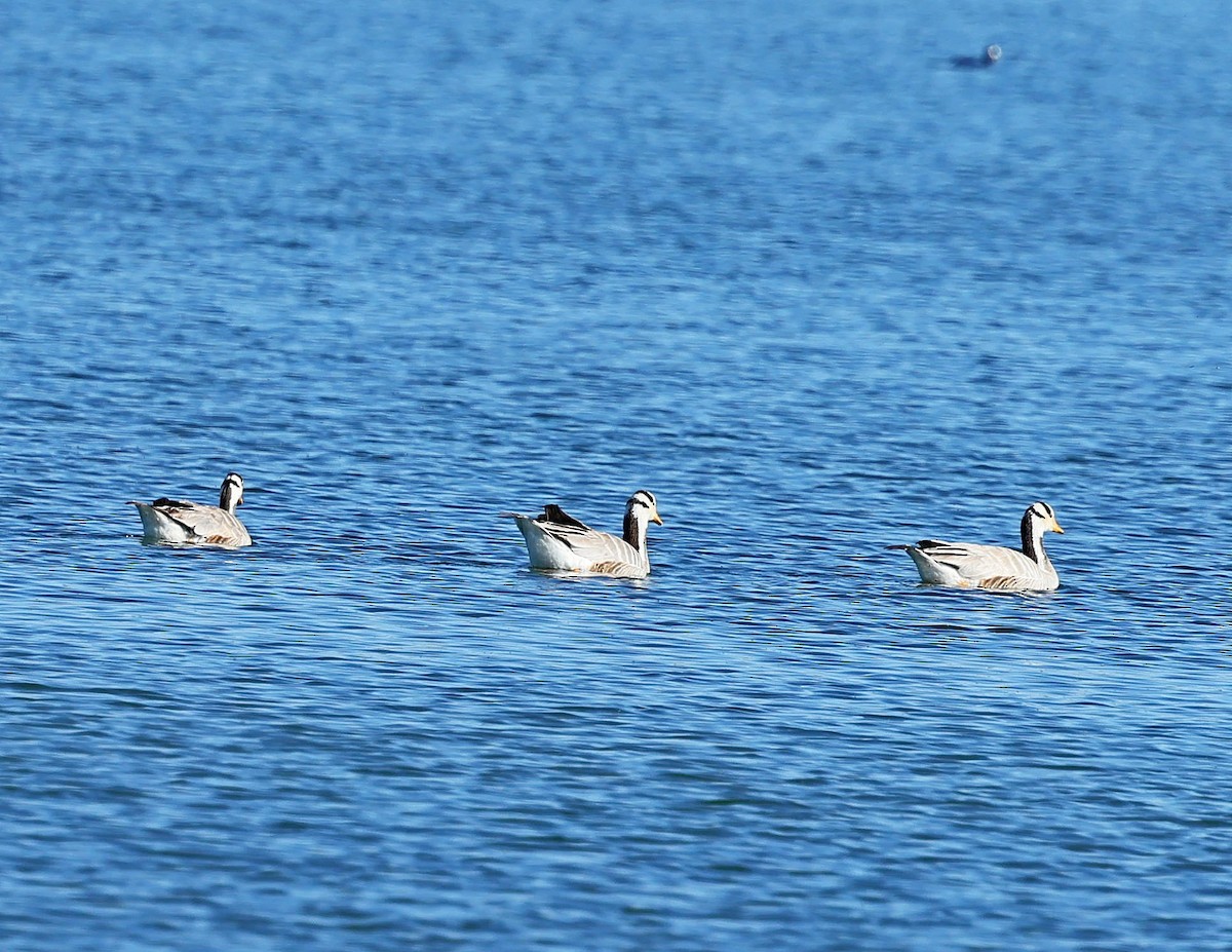 Oie à tête barrée - ML647546438