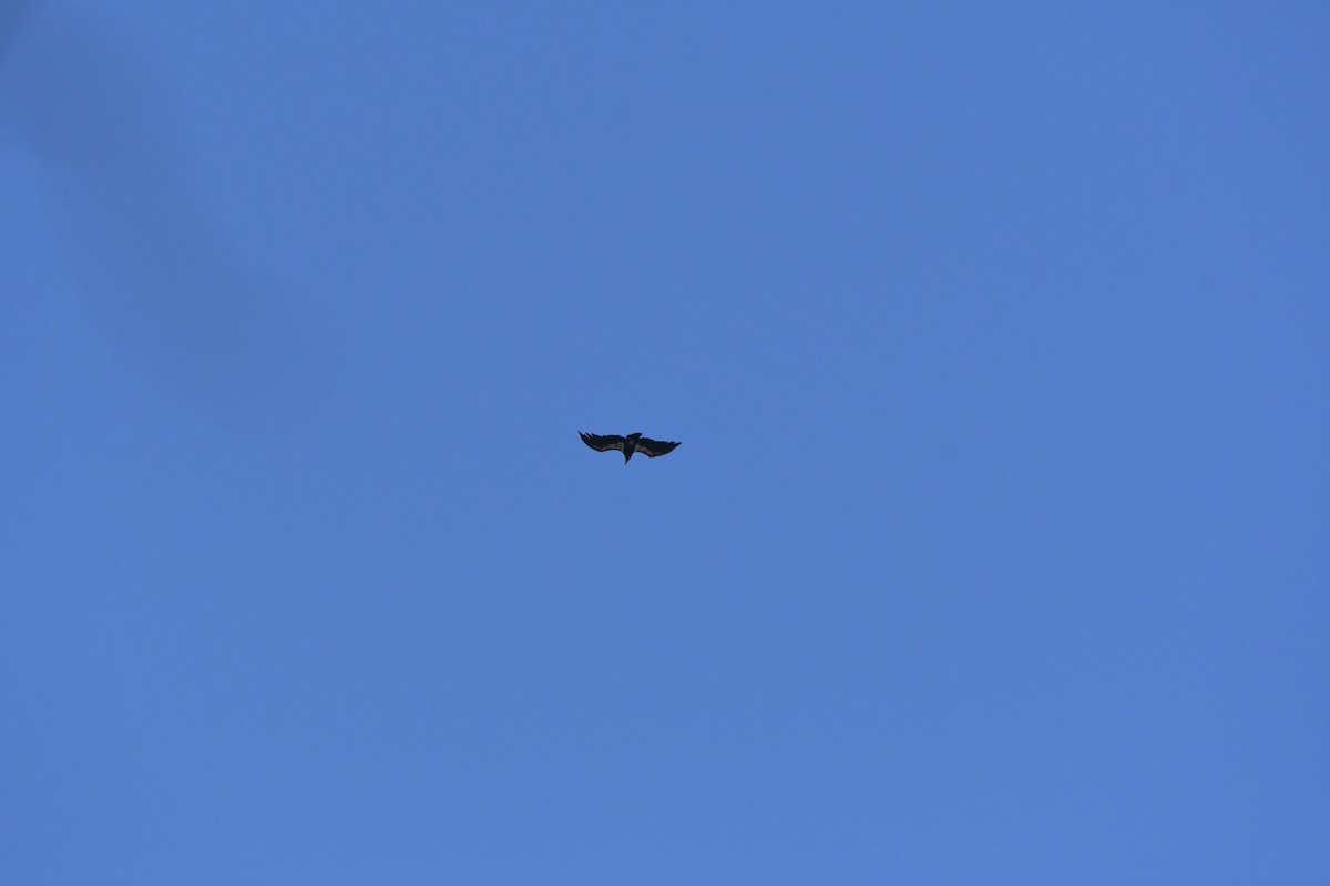 California Condor - ML647546449