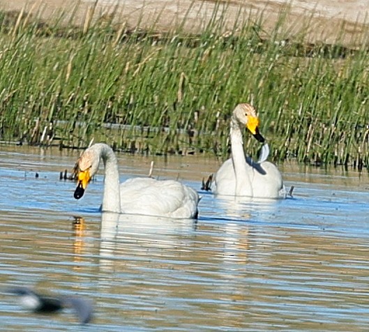 オオハクチョウ - ML647546461