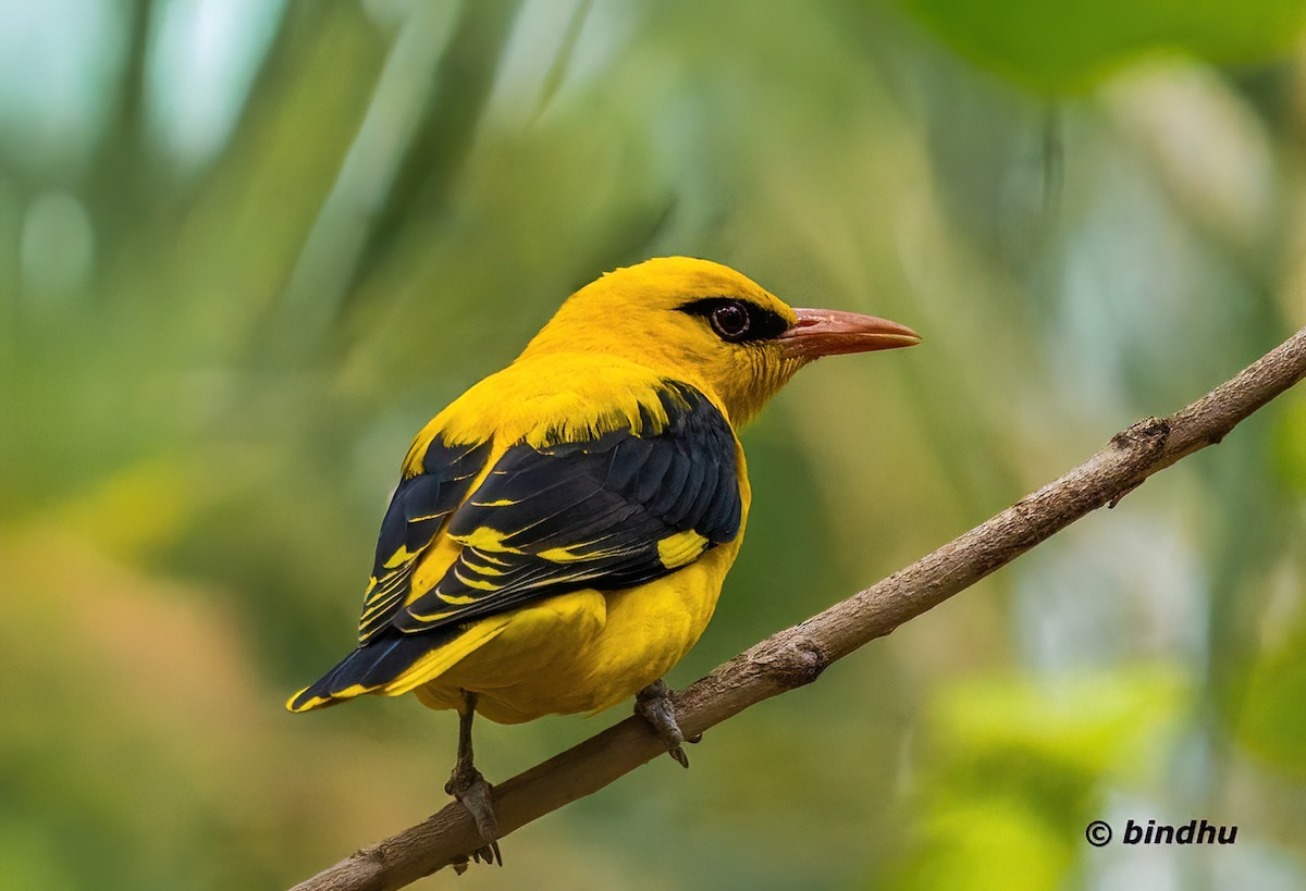 Indian Golden Oriole - ML647546472