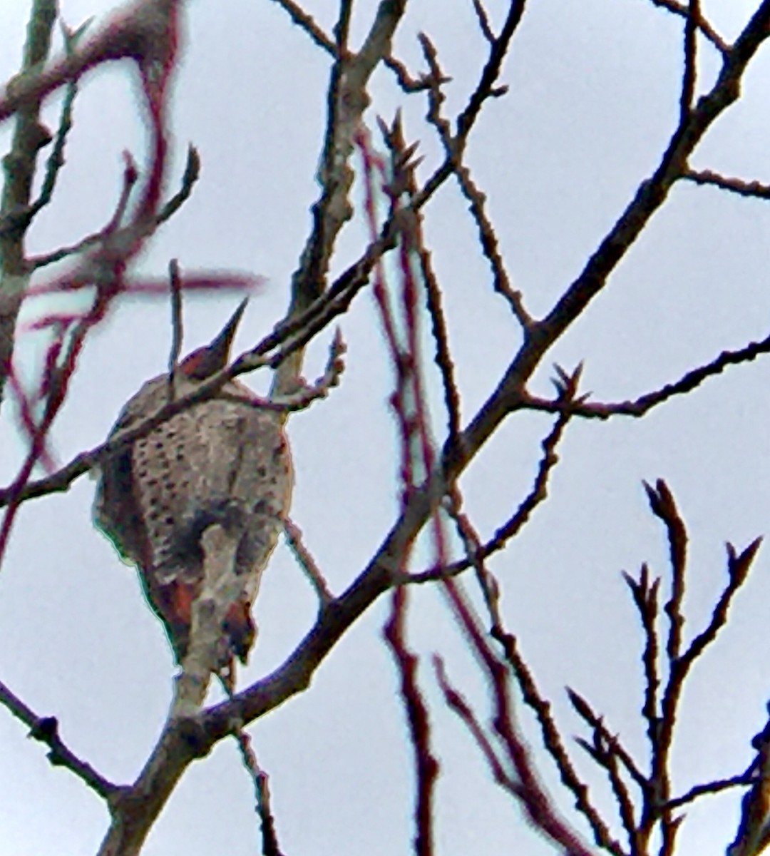 Northern Flicker - ML647546474