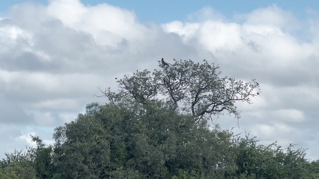 Brown Snake-Eagle - ML647546490