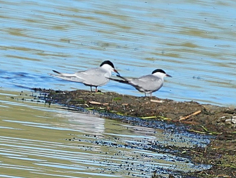 Common Tern - ML647546491