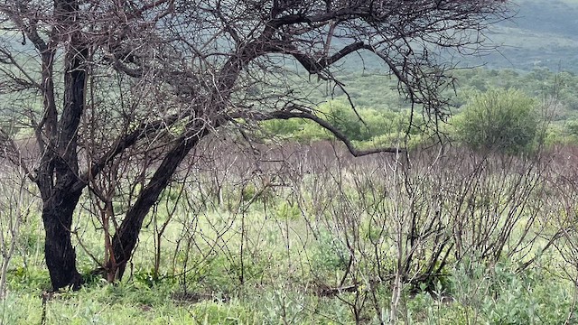 לבלר - ML647546494